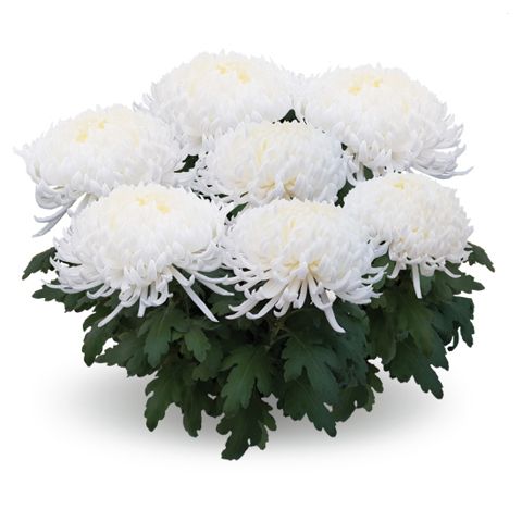 Chryzantema wielkokwiatowa 'Pikneige Blanc' Chrysanthemum