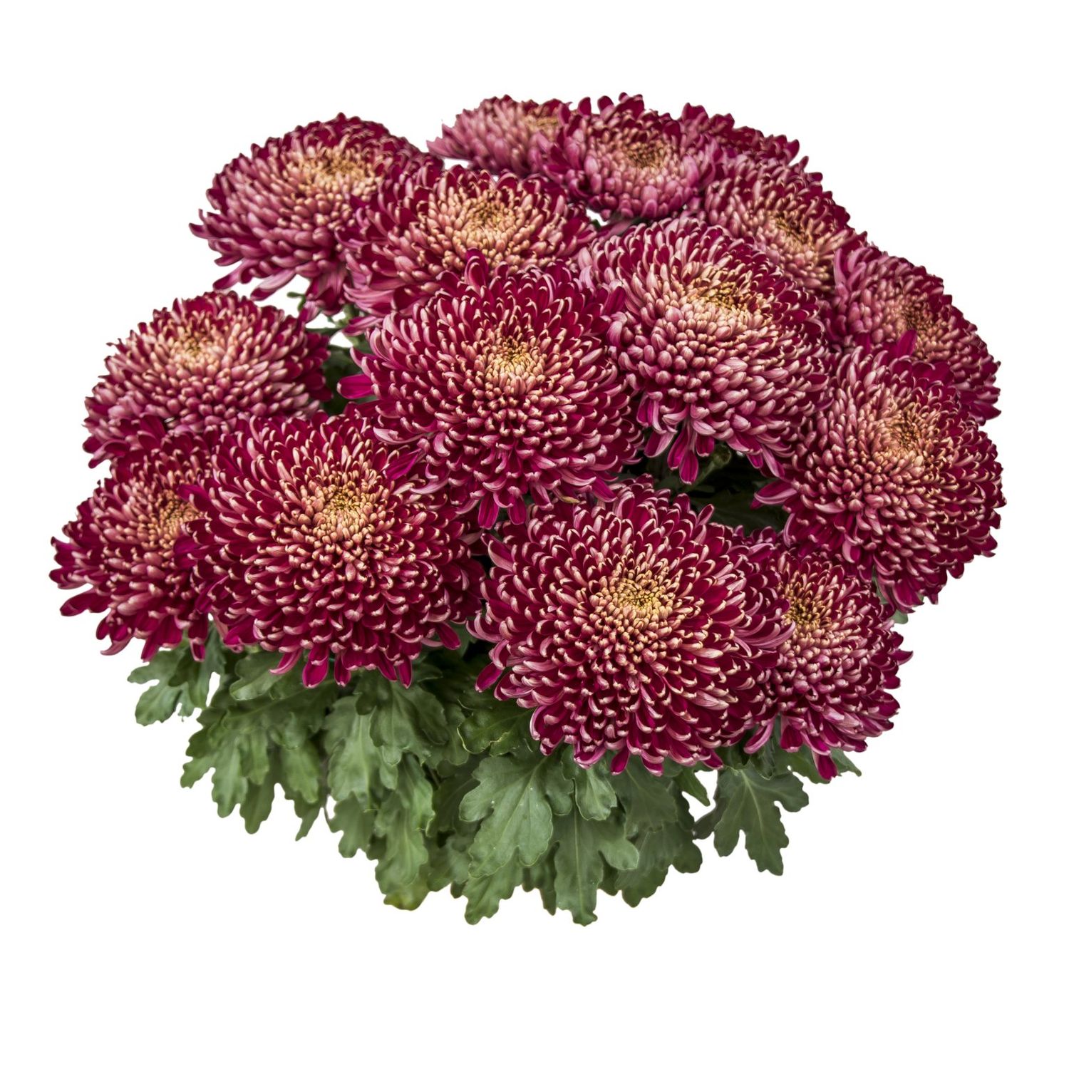 Chryzantema wielkokwiatowa &#39;Montana Rogue&#39; Chrysanthemum