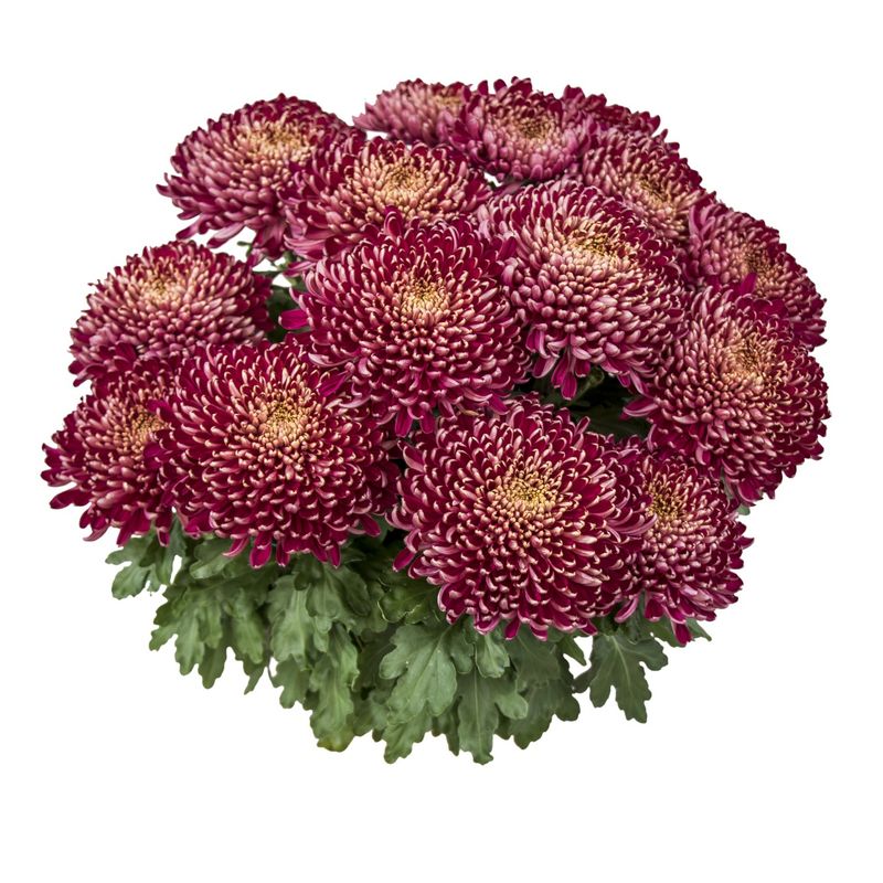 Chryzantema wielkokwiatowa &#39;Montana Rogue&#39; Chrysanthemum