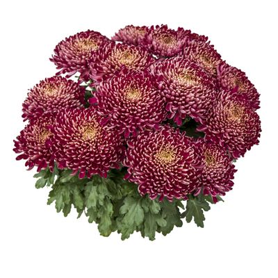 Chryzantema wielkokwiatowa &#39;Montana Rogue&#39; Chrysanthemum