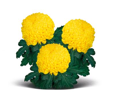 Chryzantema wielkokwiatowa &#39;Mimizan&#39; Chrysanthemum