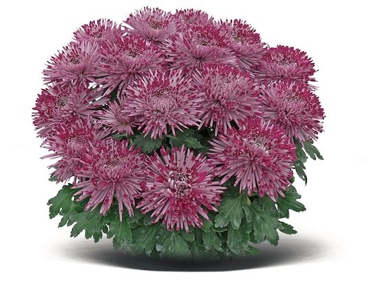 Chryzantema igiełkowa &#39;Santosh Violet&#39; Chrysanthemum