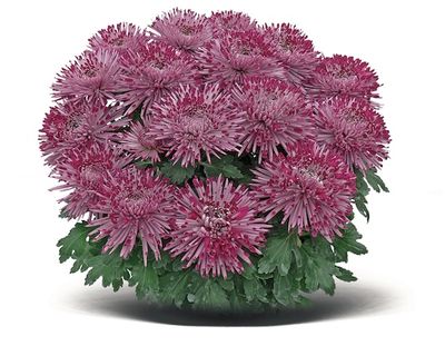 Chryzantema igiełkowa &#39;Santosh Violet&#39; Chrysanthemum
