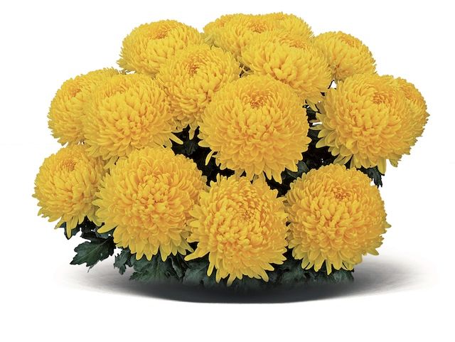 Chryzantema wielkokwiatowa &#39;Etincelor&#39; Chrysanthemum