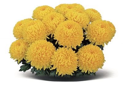 Chryzantema wielkokwiatowa &#39;Etincelor&#39; Chrysanthemum