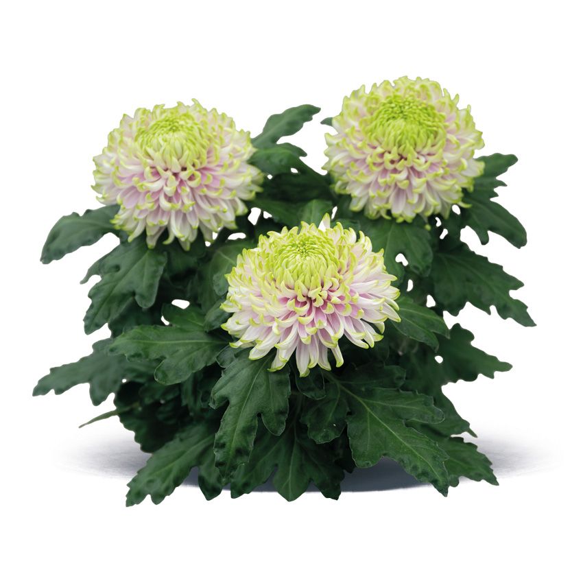 Chryzantema wielkokwiatowa &#39;Woodstock Pink&#39; Chrysanthemum