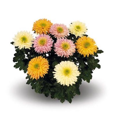 Chryzantema &#39;Rosella&#39; Chrysanthemum