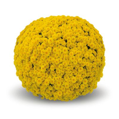 Chryzantema &#39;Bandol Yellow&#39; Chrysanthemum