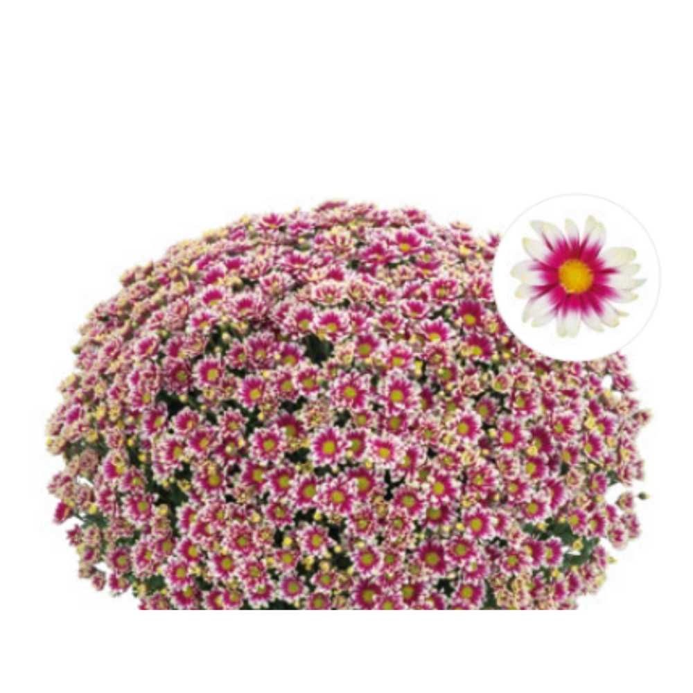 Chryzantema &#39;Picto Violet Blanc&#39; Chrysanthemum