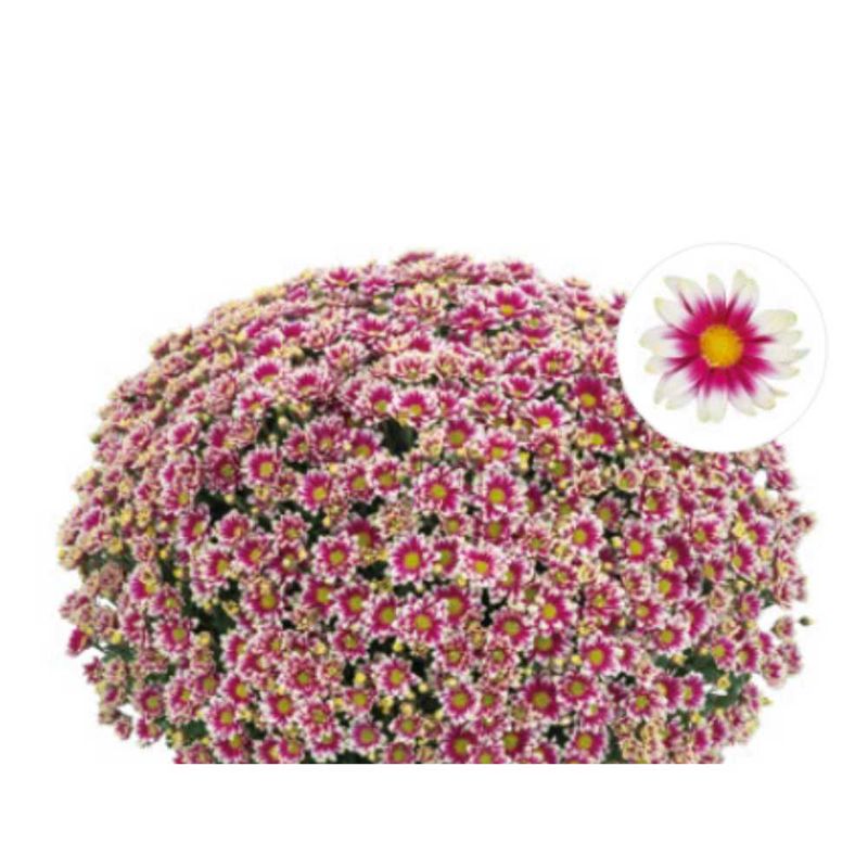 Chryzantema &#39;Picto Violet Blanc&#39; Chrysanthemum