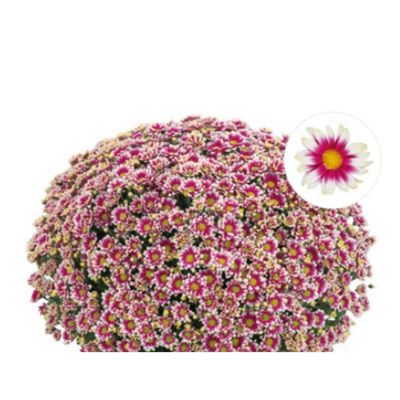 Chryzantema &#39;Picto Violet Blanc&#39; Chrysanthemum