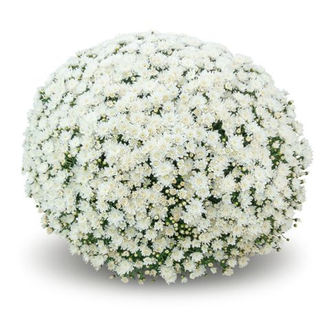 Chryzantema &#39;Vichy White&#39; Chrysanthemum