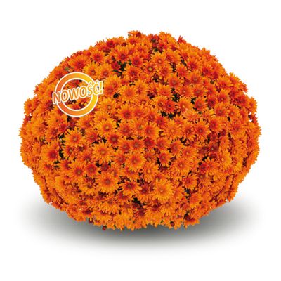 Chryzantema &#39;Hourra Orange&#39; Chrysanthemum