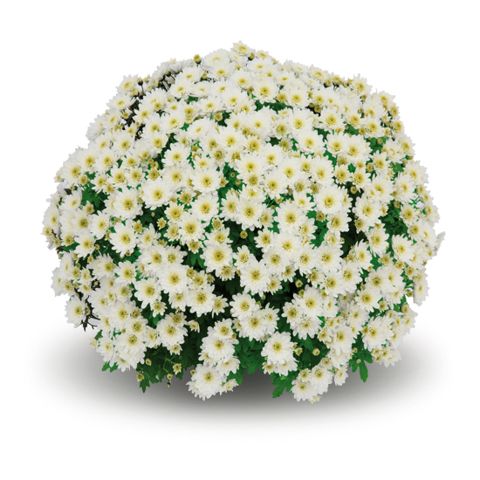 Chryzantema &#39;Hourra White&#39; Chrysanthemum