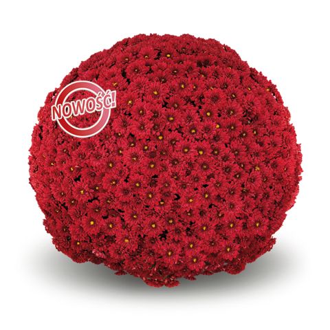 Chryzantema &#39;Duras Red&#39; Chrysanthemum