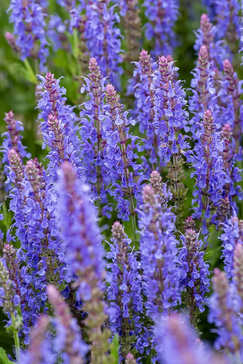 Szałwia omszona &#39;Blauhugel&#39; Salvia nemorosa