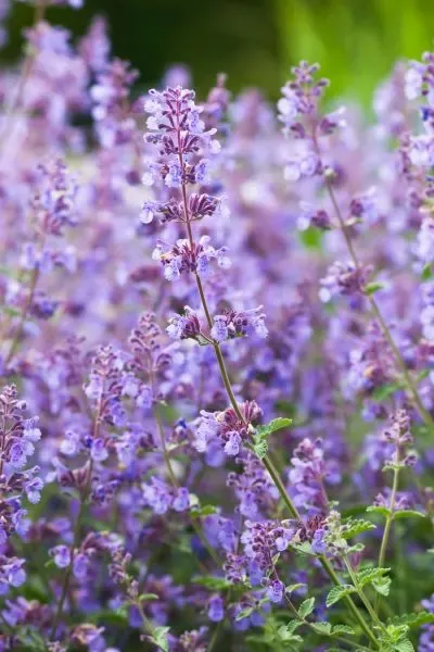 Kocimiętka &#39;Kit Cat&#39; Nepeta faassenii
