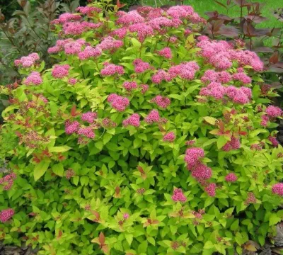 Tawuła japońska &#39;Candlelight&#39; Spirea japonica