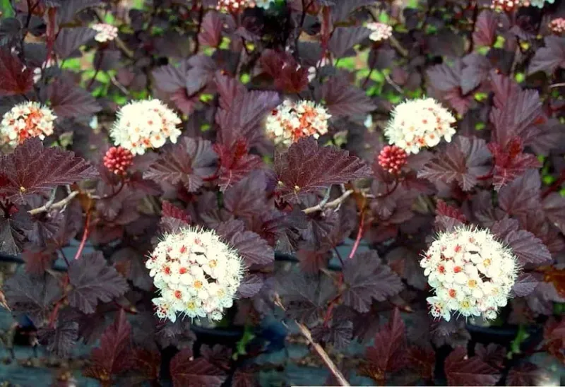 Pęcherznica kalinolistna 'Diabolo' Physocarpus opulifolius