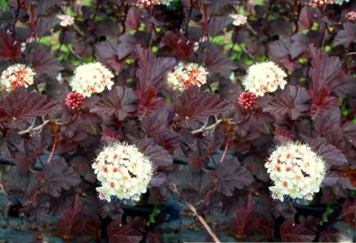 Pęcherznica kalinolistna &#39;Diabolo&#39; Physocarpus opulifolius