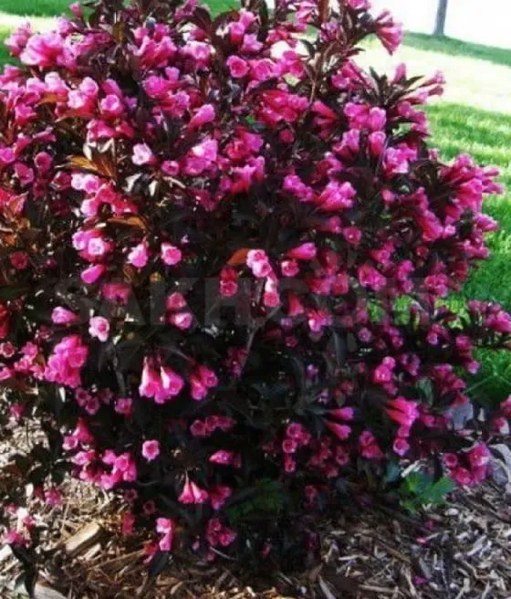 Krzewuszka cudowna &#39;Purpurea&#39; Weigela florida