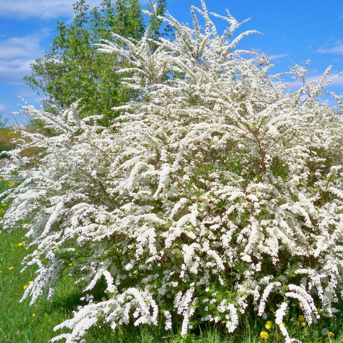Tawuła nippońska &#39;Snowmund&#39; Spirea nipponica