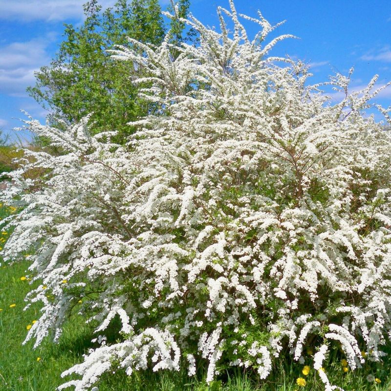 Tawuła nippońska 'Snowmund' Spirea nipponica