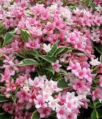 Krzewuszka &#39;Loomansii Aurea&#39; Weigela