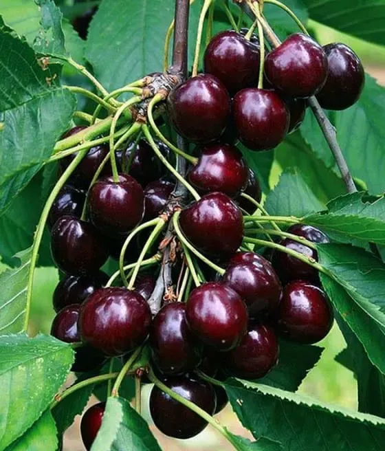 Czereśnia &#39;Van&#39; Prunus avium
