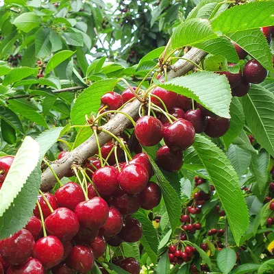 Czereśnia &#39;Rivan&#39; Prunus avium