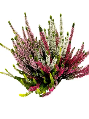Wrzos kolorowy Beauty Ladies® Quattro Calluna vulgaris