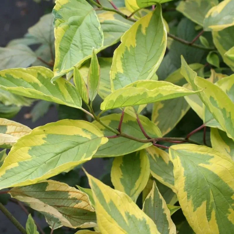 Dereń biały &#39;Spaethii&#39; Cornus alba