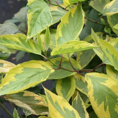 Dereń biały &#39;Spaethii&#39; Cornus alba