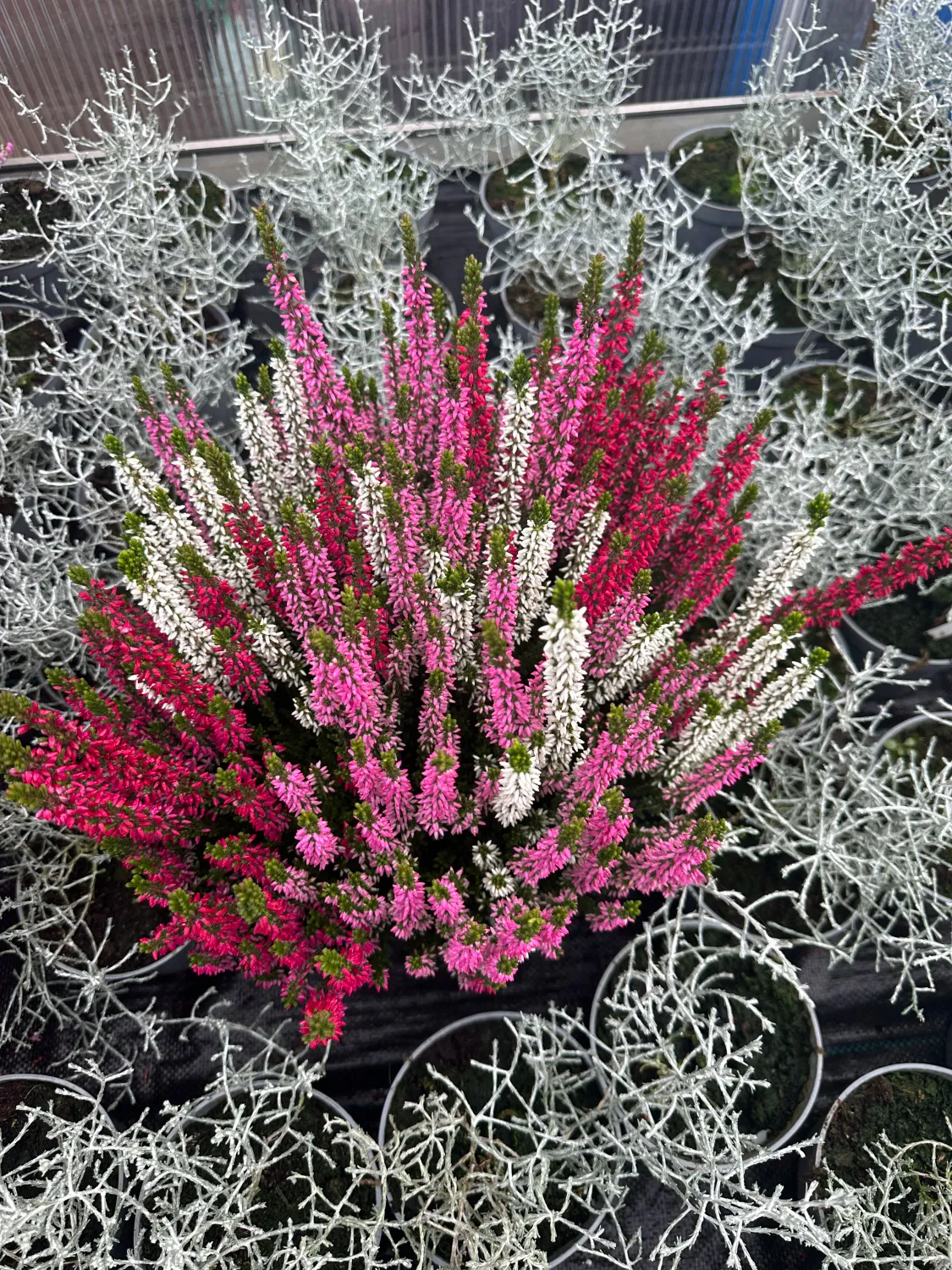 Wrzos Trio+ Beauty Ladies® Calluna vulgaris