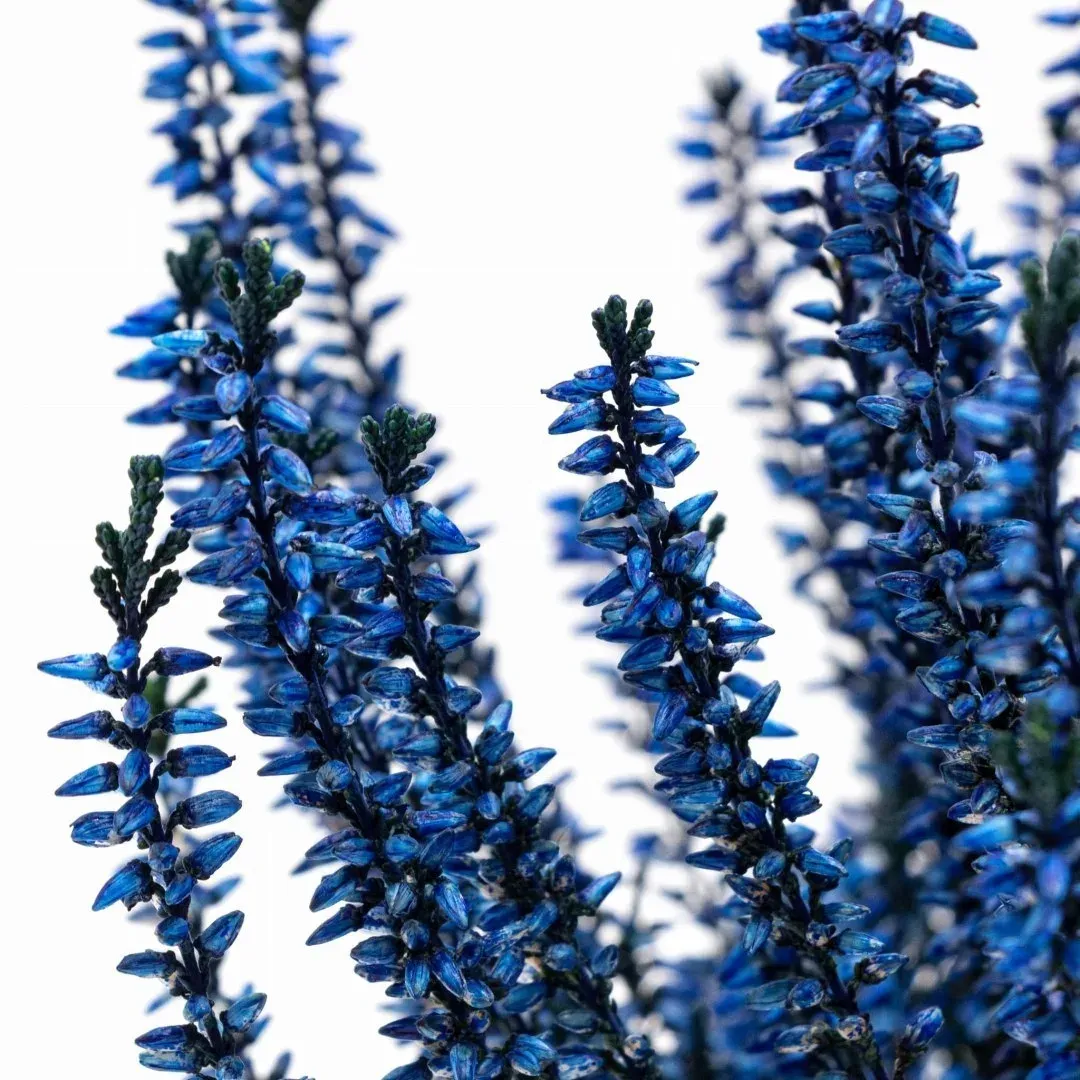 Wrzos niebieski Beauty Ladies® Calluna vulgaris