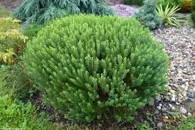 Hebe &#39;New Zeland&#39;