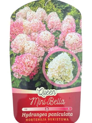 Hortensja bukietowa &#39;Queen Mini Bella&#39; Hydrangea paniculata