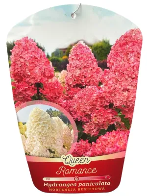 Hortensja bukietowa &#39;Queen Romance&#39; Hydrangea paniculata