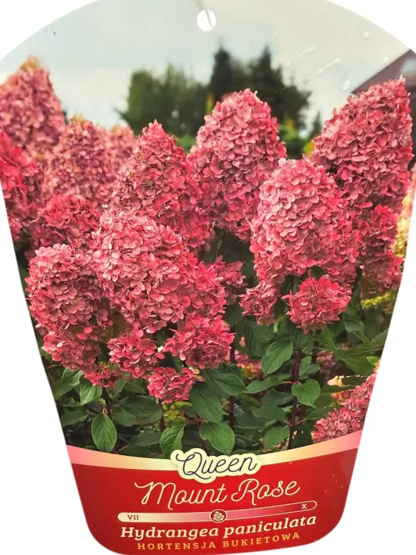 Hortensja bukietowa &#39;Queen Mount Rose&#39; Hydrangea paniculata