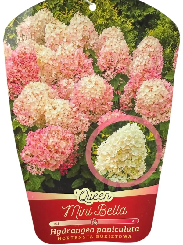 Hortensja bukietowa &#39;Queen Mini Bella&#39; Hydrangea paniculata