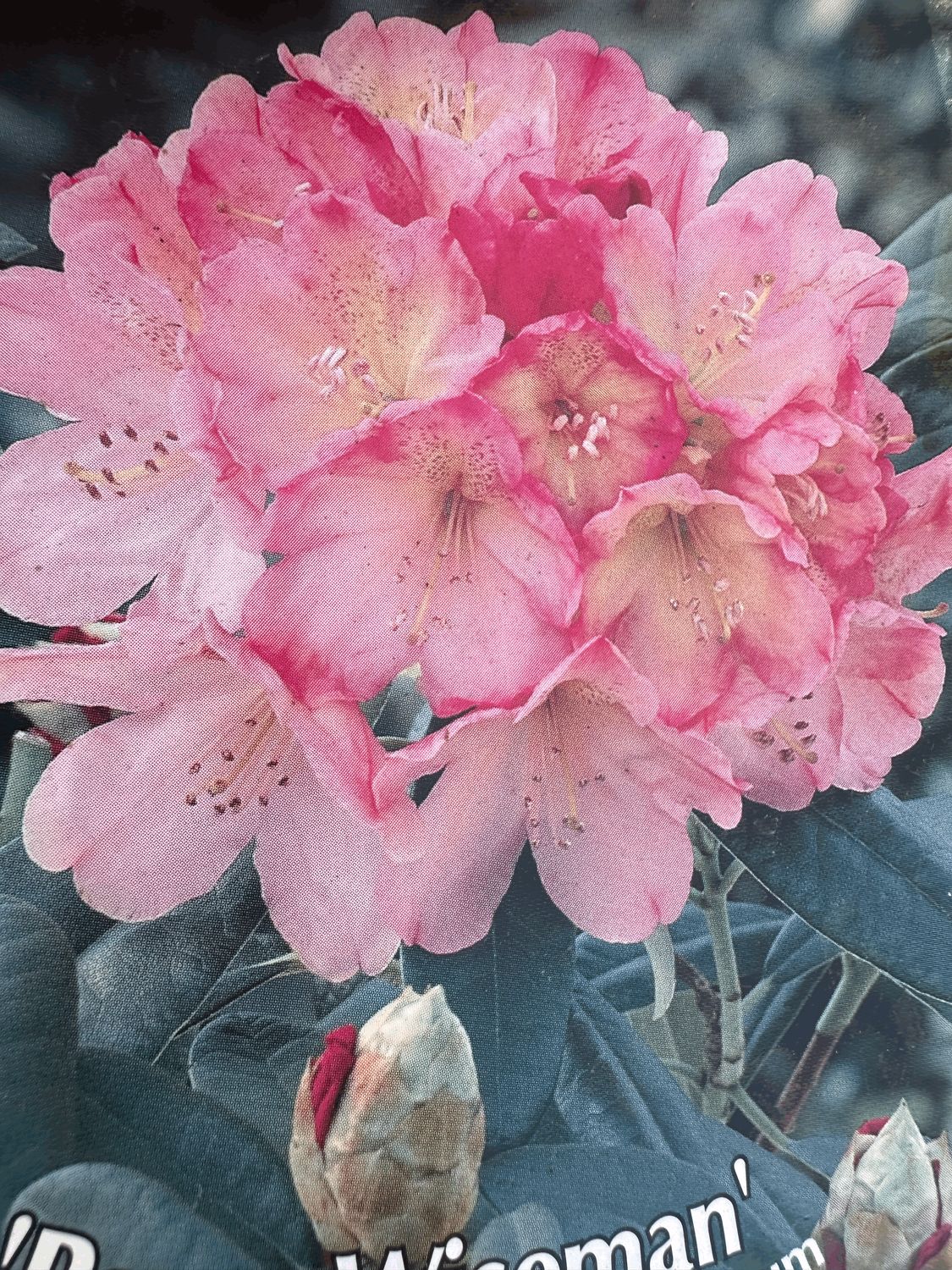 Rododendron Różanecznik &#39;Easydendron® Inkarho®&#39; Percy Wiseman Rhododendron