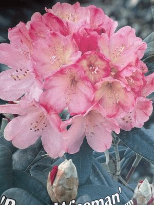 Rododendron Różanecznik &#39;Easydendron® Inkarho®&#39; Percy Wiseman Rhododendron