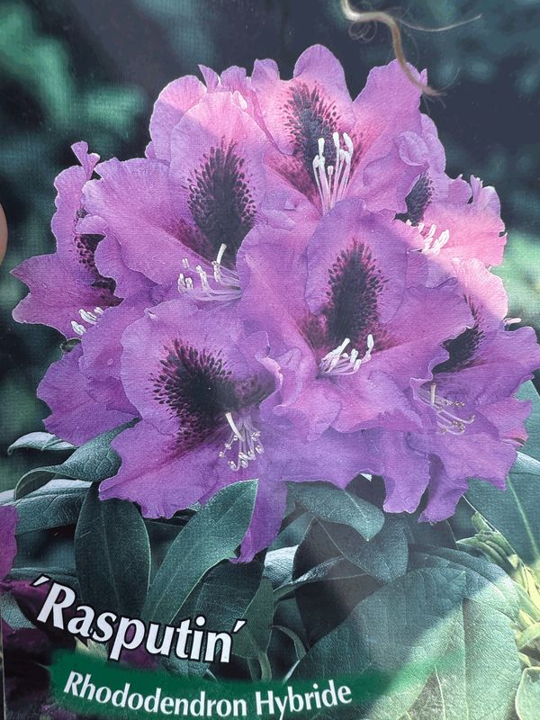 Rododendron Różanecznik &#39;Easydendron® Inkarho®&#39; Rasputin Rhododendron
