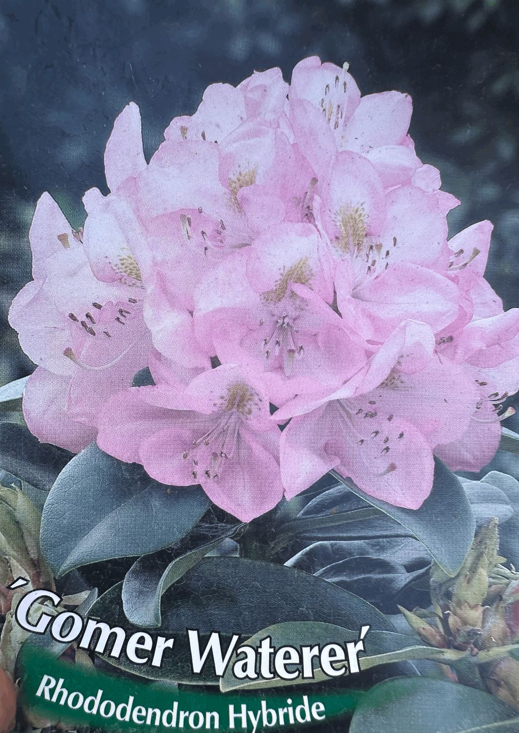 Rododendron Różanecznik &#39;Easydendron® Inkarho®&#39; Gomer Waterer Rhododendron