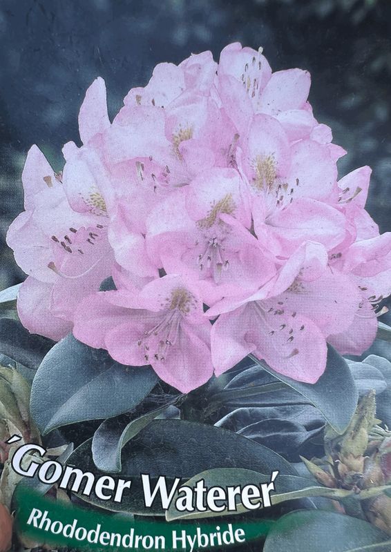 Rododendron Różanecznik &#39;Easydendron® Inkarho®&#39; Gomer Waterer Rhododendron