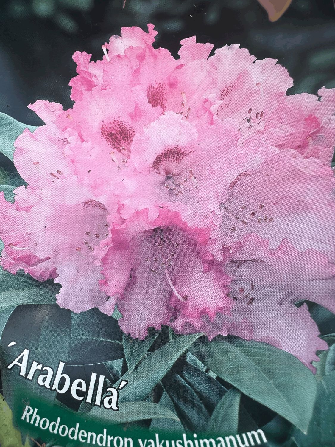 Rododendron Różanecznik &#39;Easydendron® Inkarho®&#39; Arabella Rhododendron
