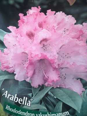 Rododendron Różanecznik &#39;Easydendron® Inkarho®&#39; Arabella Rhododendron