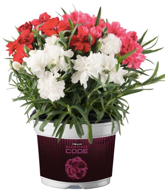 Goździk &#39;Code® Mixmasters® Digi&#39; Dianthus hybrida, Wielkość sadzonki: Wielkość L+  (1,5L)