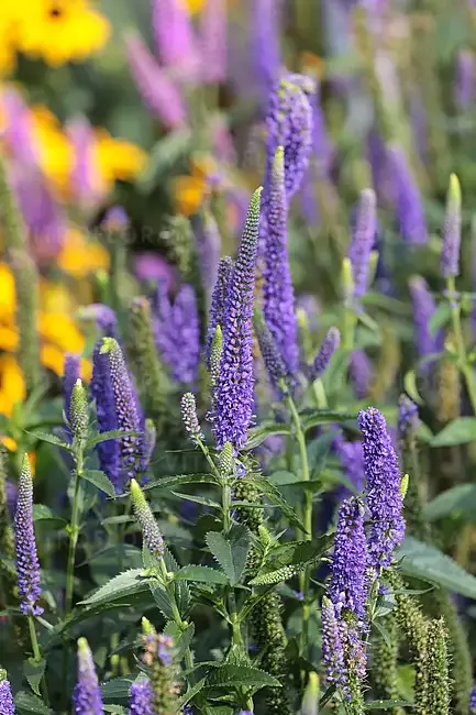 Przetacznik &#39;First Glory&#39; Veronica longifolia