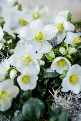 Ciemiernik &#39;Christmas Carol&#39; Helleborus